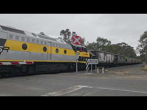 7962V/7996V SSR SG grain to Melbourne, 12/6/24, North Ararat VIC