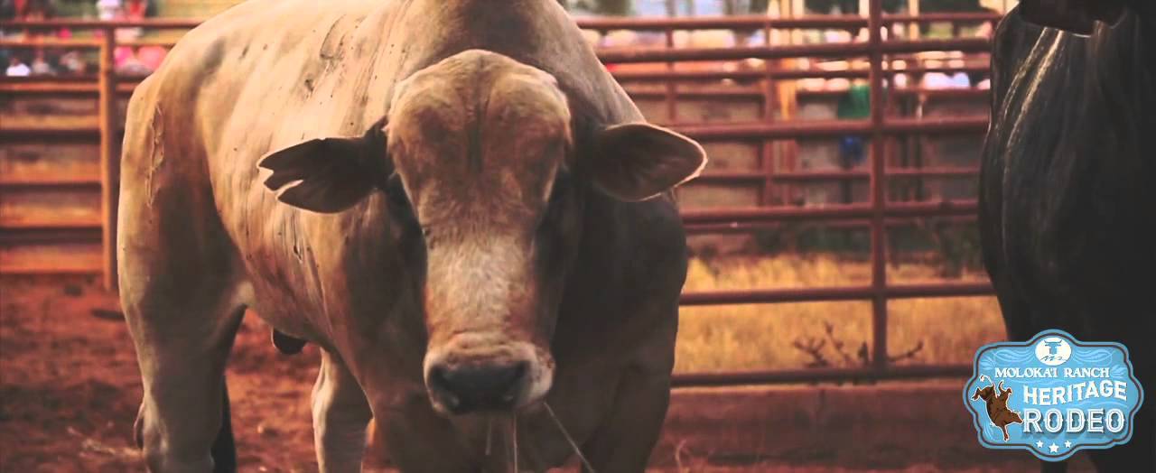 Molokai Ranch Heritage | A Vibrant Future