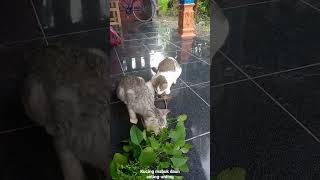 Download lagu kucing mabuk daun anting-anting mp3 Download lagu kucing mabuk daun anting-anting mp3