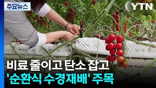[녹색] 비료 줄이고 탄소 잡고...'순환식 수경재배' 주목 / YTN