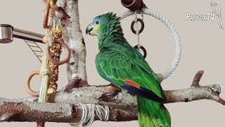 Amazon Parrots - Care, Feeding, Upbringing