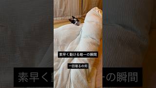 のろまな犬が唯一素早く動く瞬間 #ボストンテリア