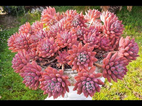 Graptosedum francesco baldi VERMELHO,  será  mutaçao??