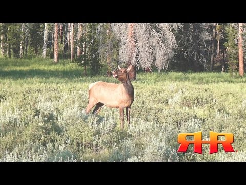 Cow Elk Bugling, "Estrous" Screams, and More!