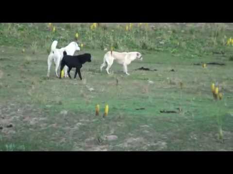 the meeting of dogs from 2 different flocks