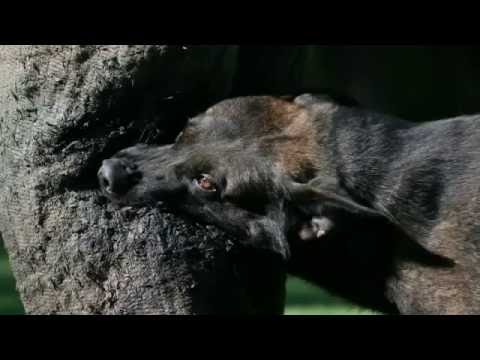 Berry II  KNPV Stud Dog