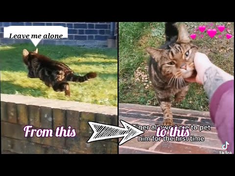 This Is My Story With My Cat (Tiger) Relationship progress Pets Of Tiktok