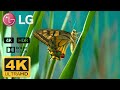 LG 4K DEMO HDR 2018 60FPS ELBA