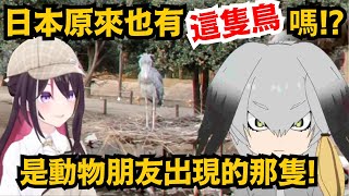 [Vtub] 一早起床就跟Azki逛動物園 能這麼幸福嗎?