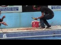 Nepal Swimming Pool Electrocution