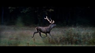 Der Hirsch mit dem goldenen Geweih (1973) - Jetzt auf Blu-ray & DVD! - DEFA-Märchen bei Filmjuwelen