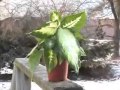 What You Don T Know Plants Tally Hall Re Upload