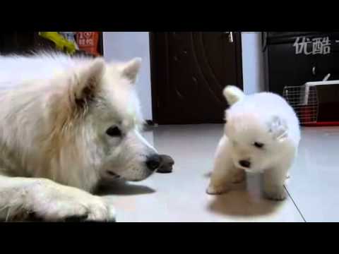 24days old Samoyed puppy 24天小萨摩耶