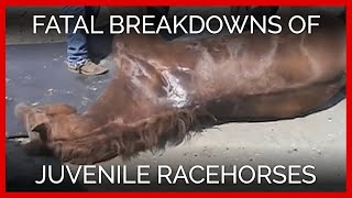 Young Blood: Fatal Breakdowns of Juvenile Racehorses
