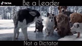 Animal Attitude Whatsapp Status Video Animal Attitude Whatsapp Status Video