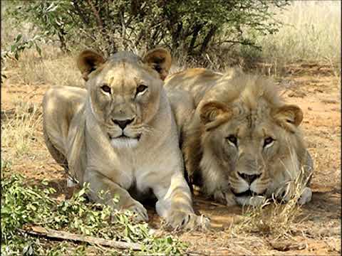 Sydney -  Mogopodi -  MY LOVE