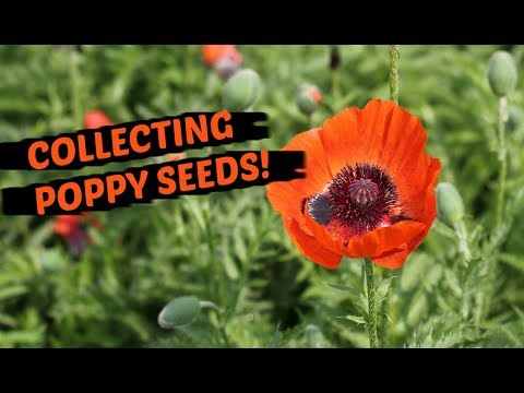 download lagu mp3 mp4 How To Harvest Poppy Seeds For Cooking, download lagu How To Harvest Poppy Seeds For Cooking gratis, unduh video klip How To Harvest Poppy Seeds For Cooking
