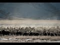 Hundreds of Elk Run across the National Elk Refuge, December 2020!