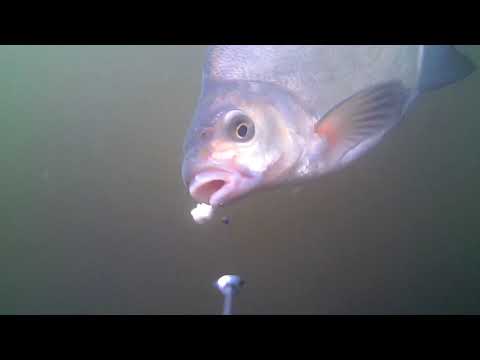 Bream take liquidized bread under water