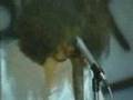Meat Puppets - Walking Boss(Live 1982）