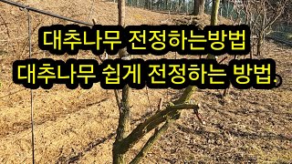 대추나무 전정하는방법,  대추나무쉽게전정하기
