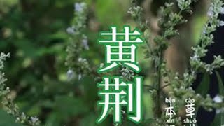 #大自然的馈赠 #植物科普 #我的乡村生活 黄荆棍下出好人，你们对它熟悉吗？