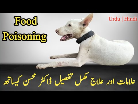 Dog me food Posioning ka ilaj kase karin | Food posioning in dog