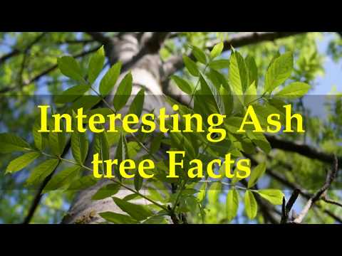 Interesting Ash tree Facts