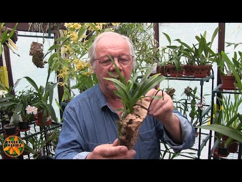 My Sunday Orchid Chat on a Monday - Orchid Media Types and Uses