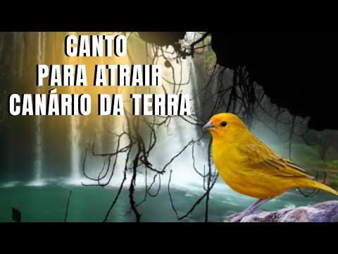 Melhor Canto Para Atrair Canário Da Terra
