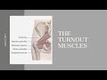 Anatomy   Turnout Muscles