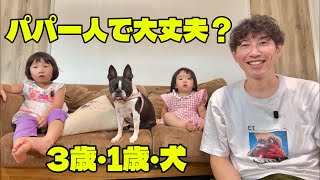 【ママ不在】パパと3歳&1歳&ボストンテリアで過ごす、ゆるすぎる休日|こむこまつりの日常