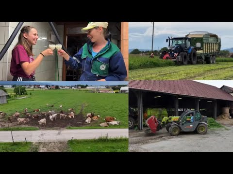 Dan na ekološki kmetiji - Delo v hlevu, košnja sveže detelje in molža! 🐄☘️🥛