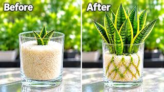The SECRET Behind This Incredible Snake Plant Transformation! 🌱
