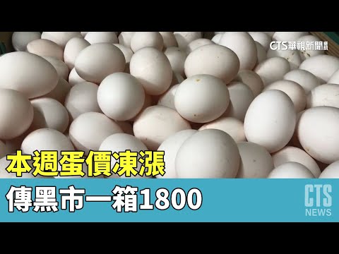 本週蛋價凍漲！傳黑市一箱1800　中盤商不想做