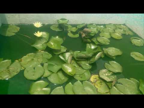 My natural pond at home flowers in July 2019