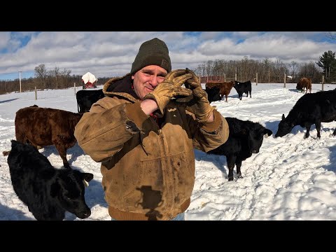 Hit by the Beer Truck & Cattle Questions