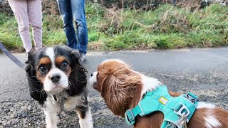Trip to Brittany 5 : On her seaside walk, Vanilla meets another tricolor Cavalier