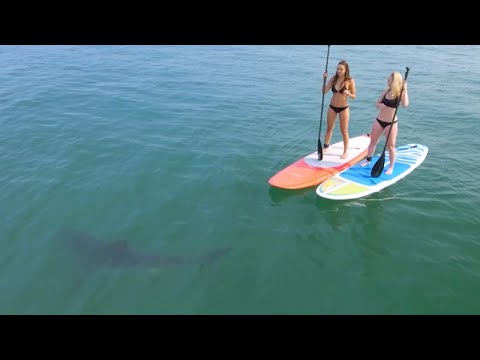 Great White Sharks Give Bikini-Clad Paddleboarders Scare of Their Lives