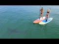 Great White Sharks Give Bikini Clad Paddleboarders Scare Of Their Lives