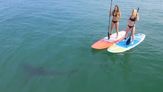 Great White Sharks Give Bikini-Clad Paddleboarders Scare of Their Lives