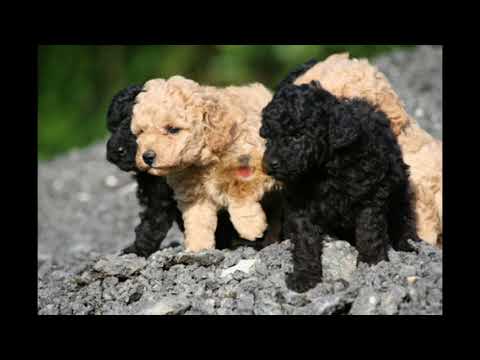 download lagu mp3 mp4 Elevage Caniche France, download lagu Elevage Caniche France gratis, unduh video klip Elevage Caniche France