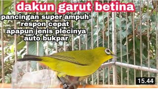 Download lagu pleci dakun garut betina || pancingan super ampuh untuk semua jenis pleci agar cepat buka paruh mp3