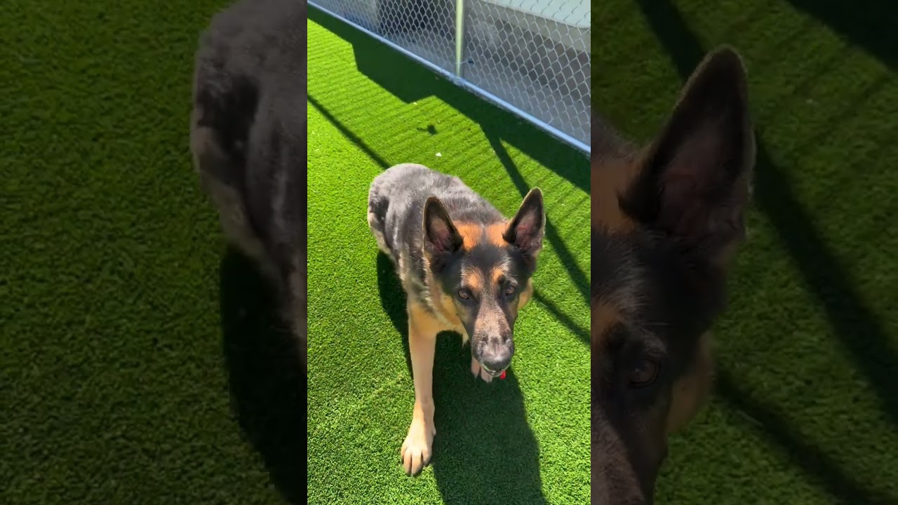 Cuddi, a Adoptable German Shepherd Dog in Chicago, IL video 6/6
