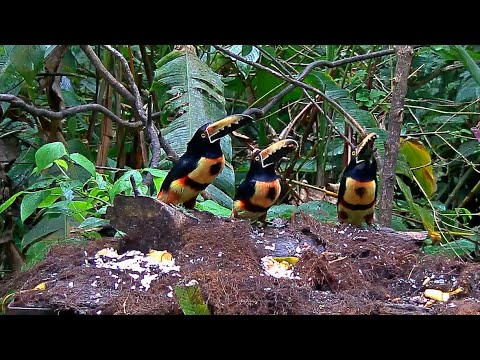 Collared Aracaris Come Seeking Some Fruit On The Panama Fruit Feeder – Feb 19, 2020