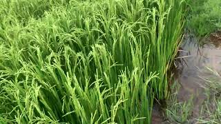 ផ្លែល្អគ្មានរោគ អូអឹម ៥៤៥១ បាញ់ពូវម្ដង