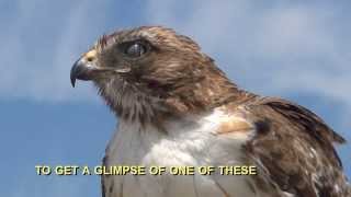 California Wildlife --- Red-Tailed Hawk
