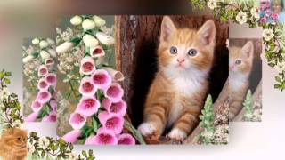 ✿-ڰۣڿ✿ Four ginger cats - for children. Cztery rude koty - dla dzieci ✿-ڰۣڿ✿