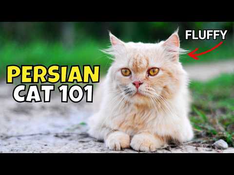 Persian Cat 101: What to Know Before Adopting One