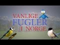 Fugler (birds in Norwegian) 